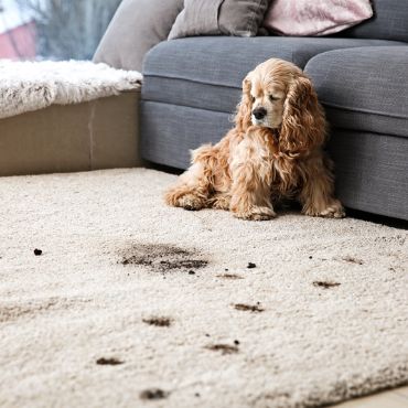 pet stained carpet flooring
