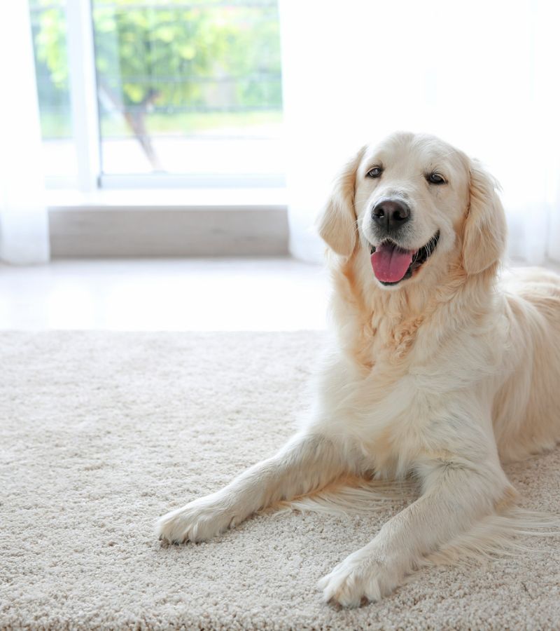clean carpet floors with pet