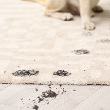 mud stain on a carpet from a dog's paw
